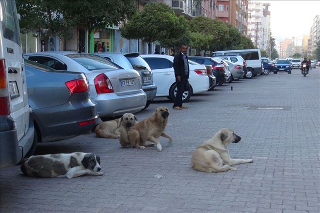 Başıboş köpekler halkın korkulu rüyası haline geldi