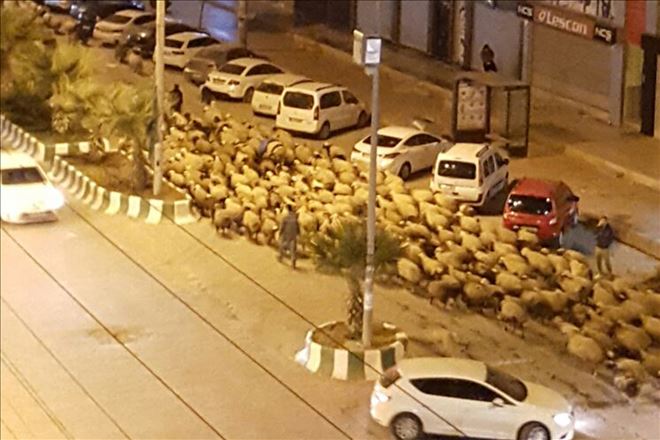 Kızıltepe çarşı merkezini koyunlar bastı