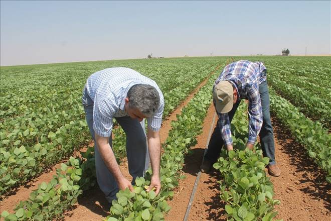 Kızıltepe ovasında soya fasulyesi birinci ürün olma yolunda
