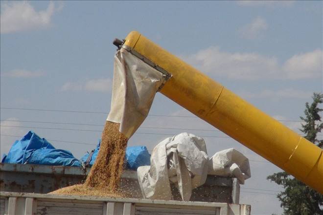 Kızıltepe´de sulu buğday hasadı rekoltenin üstünde