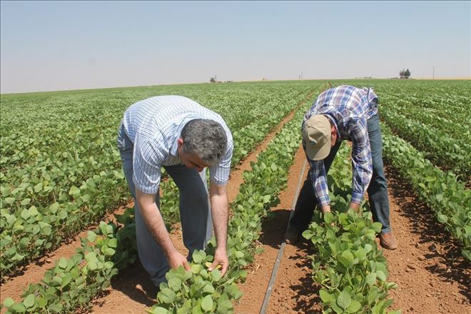 Kızıltepe´de ekilen soya fasulyesi umut veriyor