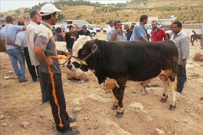 Midyat´ta kurbanlıklar alıcılarını bekliyor