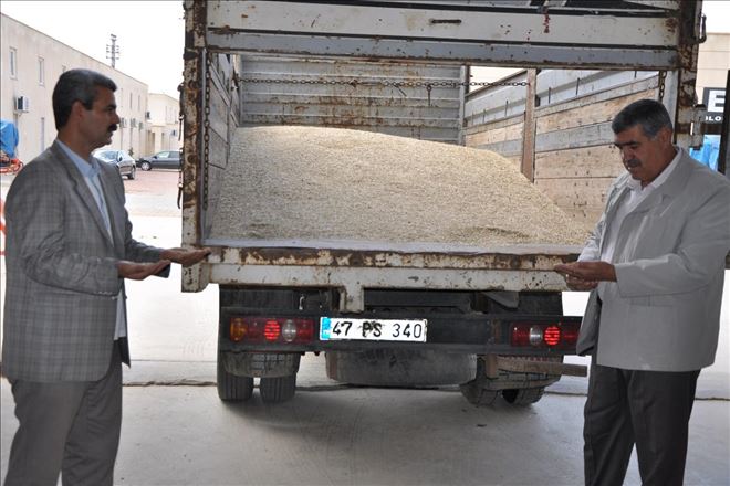 Mardin´de ilk arpa hasadı yapıldı