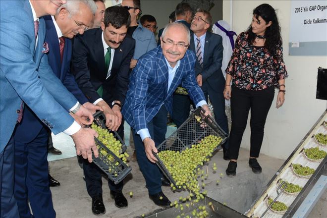 DERİK´TE ZEYTİN FESTİVALİ COŞKUSU