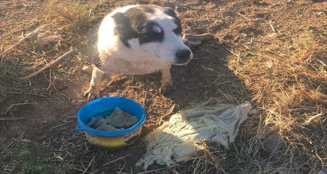 KÖPEĞİ TÜFEKLE VURDULAR