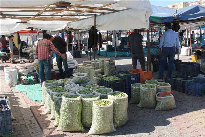 FİYATLAR YÜKSEK OLUNCA ZEYTİNLER TEZGAHTA KALDI