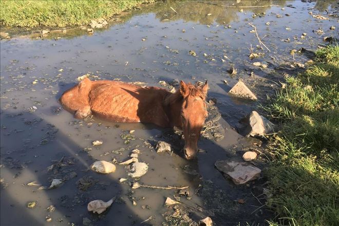 Bataklığa saplanan atı itfaiye kurtardı
