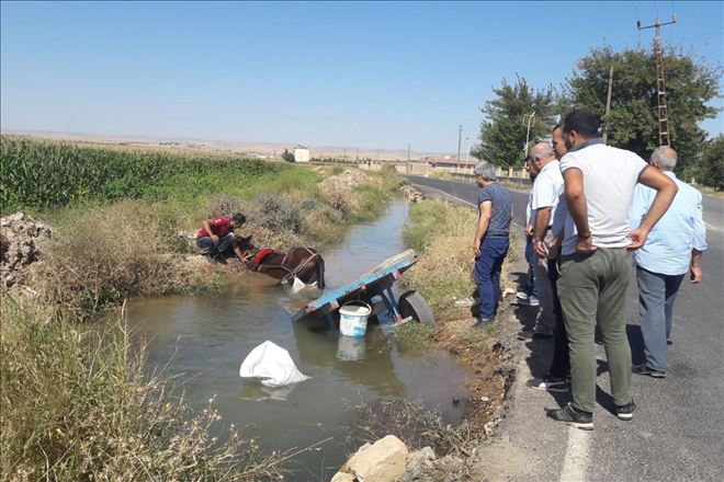 At arabası sulama kanalına düştü