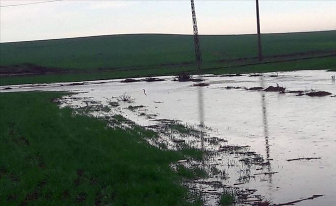 Kızıltepe´de sağanak yağıştan tarlalar su altında kaldı