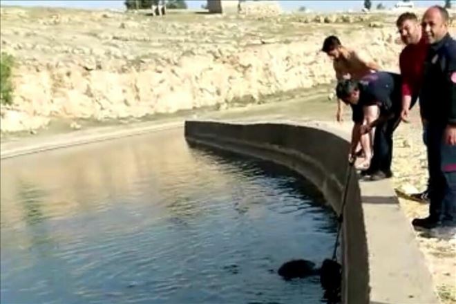 Su kanalına düşen inek kurtarıldı