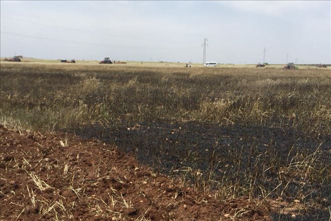 Yüksek gerilim hattından çıkan ateş buğday tarlasını kül etti
