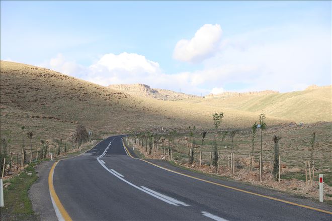 Yol Boyu Ağaçlandırma Projesi