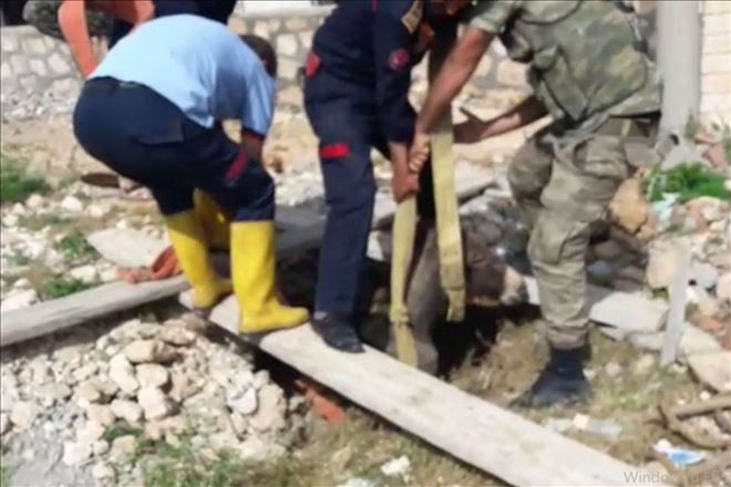 Kuyuya düşen eşek kurtarıldı