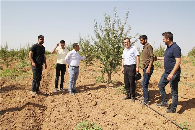 ?Mardin meyvecilikte marka olabilecek potansiyele sahip?