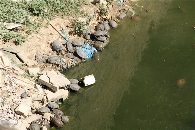 Zergan Deresini kirletmeye davam ediyoruz