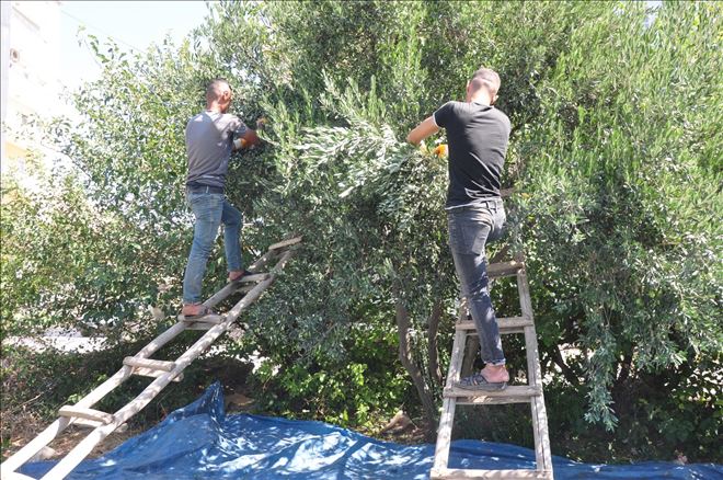 Derik´te zeytin hasadı