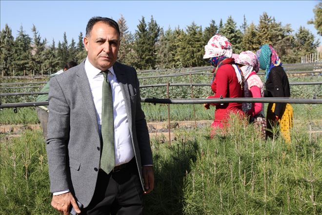 11 Kasım´da Mardin´de 135 bin fidan toprakla buluşacak