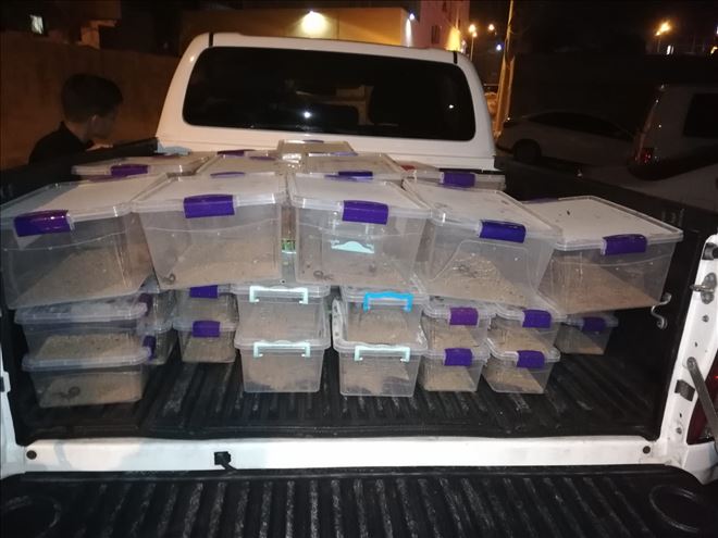 Polis ortaya çıkardı; bir evde 217 akrep ele geçirildi