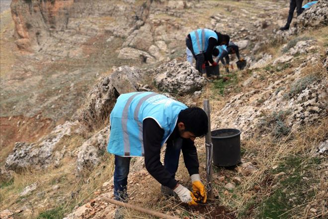 Palamut ve Mazı Meşesi ekimi devam ediyor