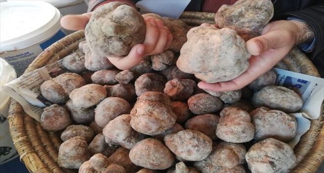 Yoğun yağış sonrası ortaya çıktı, kilosu 125 liradan satılıyor