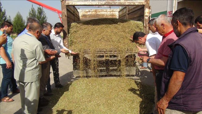 Kızıltepe´de ilk arpa hasadı sevinci