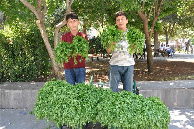 Köyden aldıkları maydanozu şehirde el arabası içerisinde satıyorlar