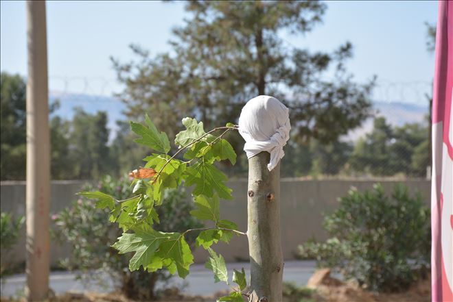 Kaldırımdaki ağacı kırdılar