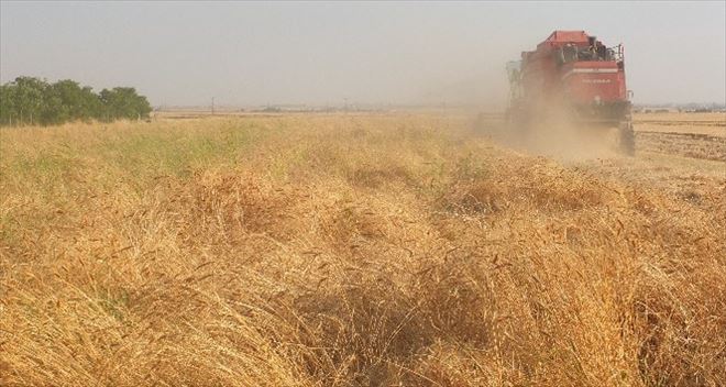 Mardin´de hububatçılar ithalata sınırlama bekliyor
