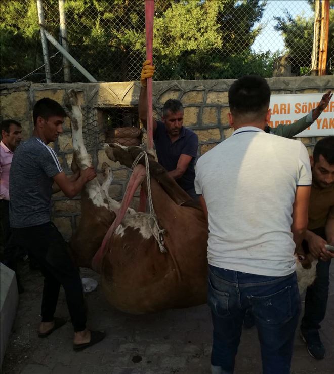 İki duvar arasına sıkışan hayvan kurtarıldı