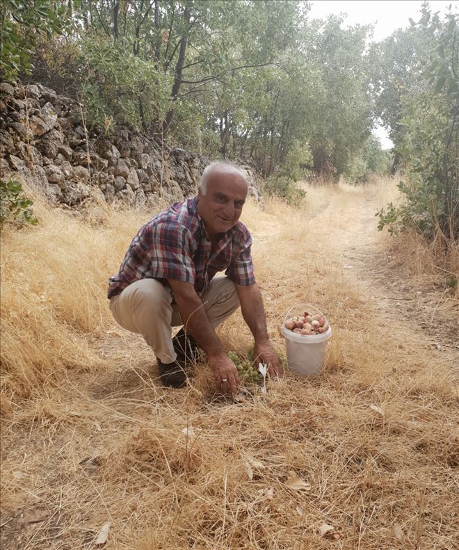Sonbahar yağmurlarının müjdeleyicisi Nergis çiçeği Ömerli´de açtı
