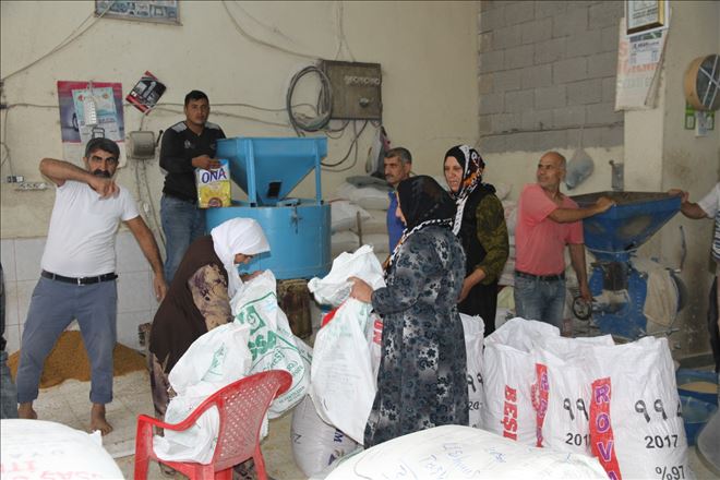 Değirmenlerde bulgur mesaisi