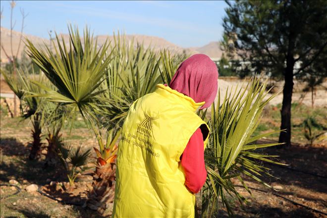 Yeşil bir Mardin için bitki ve fidan üretimine hız verildi