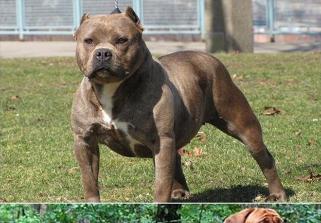 Belediyenin barınağından 2 pitbull çalan hırsızlar yakalandı
