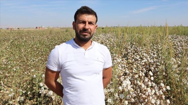 Pamukta verim arttı ama giderler çiftçiyi düşündürüyor