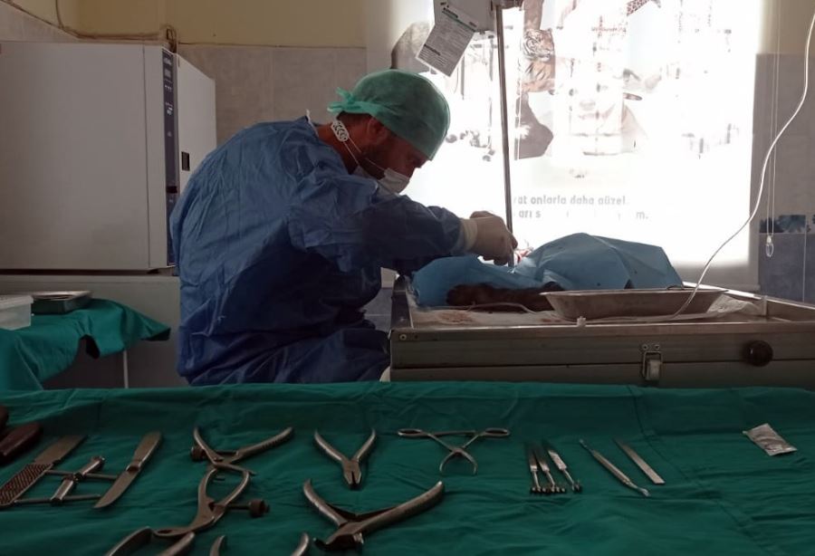 Rehabilitasyon Merkezi Sokak Hayvanlarını Hayata Bağlıyor