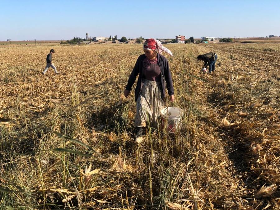 Kızıltepe’de kadınlar boş mısır koçanını kömür yerine yakacak olarak kullanıyor