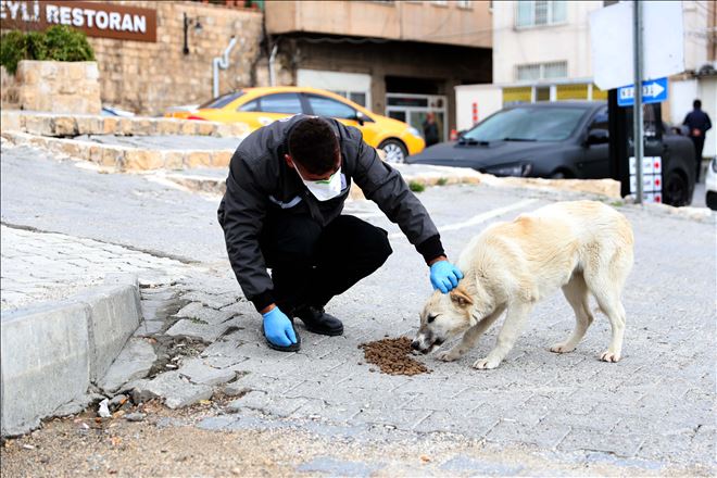 Büyükşehir Belediyesi sokak hayvanlarına sahip çıkıyor