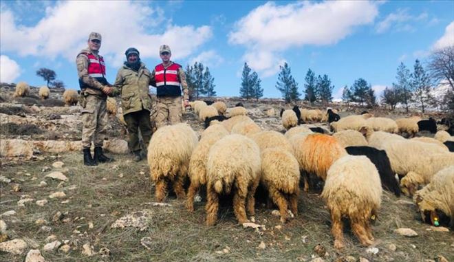 132 küçükbaş hayvanı çalıp tüccara sattı