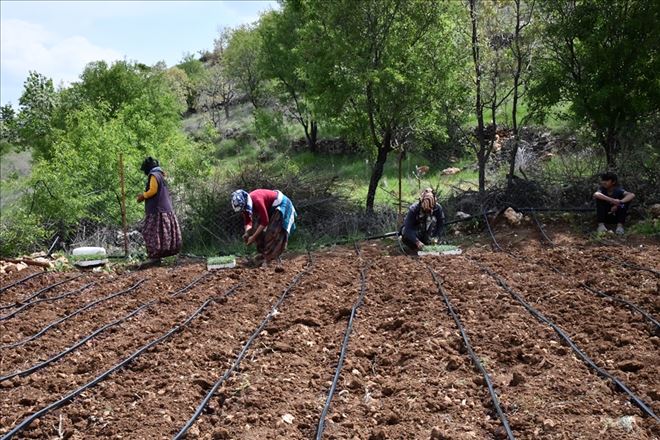 Mardin´de ada çayı ekimine başlandı