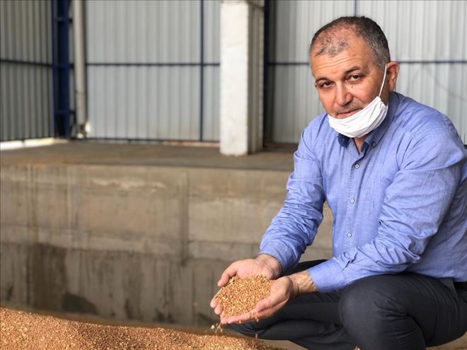 Kızıltepe´de hasadı başlayan kırmızı mercimek hububat merkezine getirildi