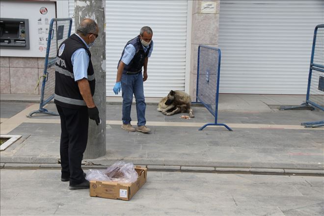 Kısıtlama başladı, zabıta sokak hayvanları için seferber oldu