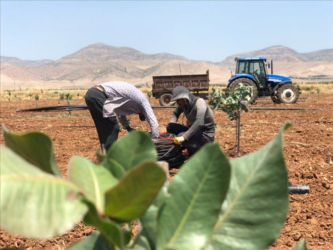 Çiftçilerin bayramı tarlada geçiyor