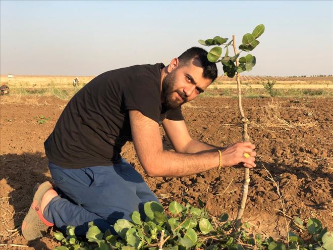 Kızıltepe çiftçisi yüksek maliyetlerden dolayı fıstığa yöneldi