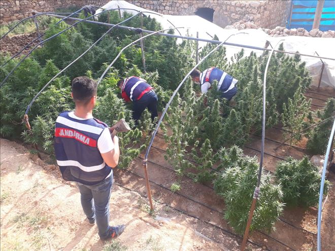 Kızıltepe´de serada kenevir yetiştirdiler, jandarmadan kaçamadılar