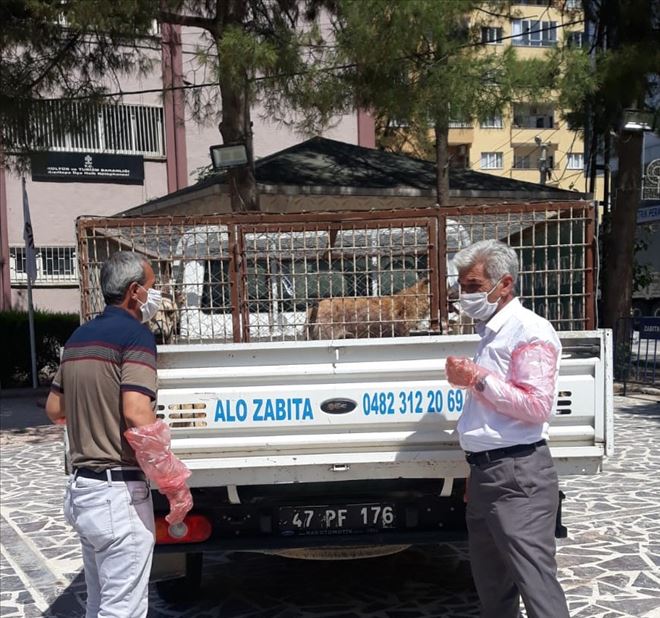 Sokak hayvanlarının sağlığı emin ellerde