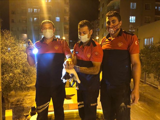 Kızıltepe´de halk otobüsü klima motoruna sıkışan kediyi itfaiye erleri kurtardı