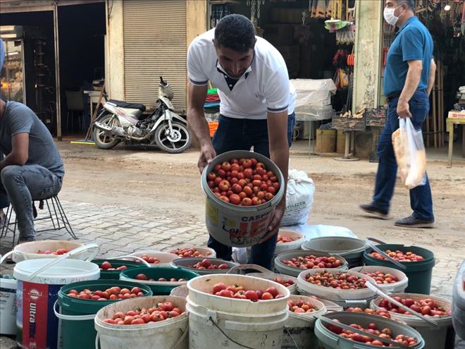 Kızıltepeli kadınların köyde ürettiği organik domatesler tadıyla nam salıyor