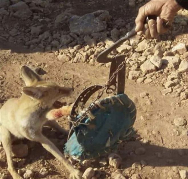 Mardin´de kapanla tilki avlayana para cezası kesildi