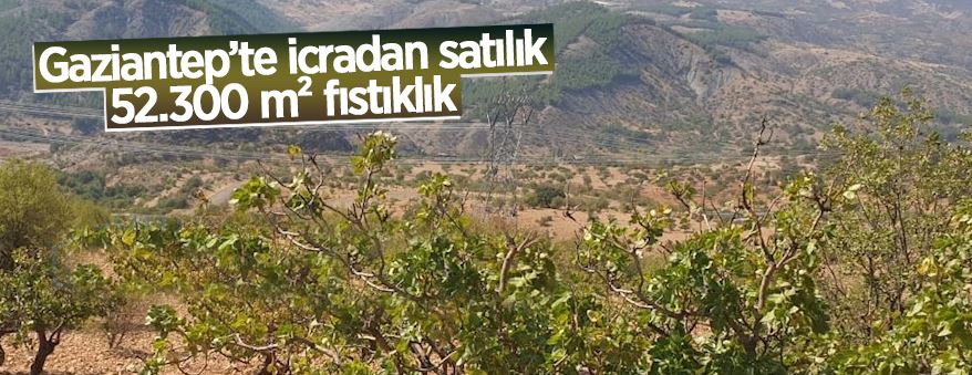 İcradan satılık fıstık bahçesi