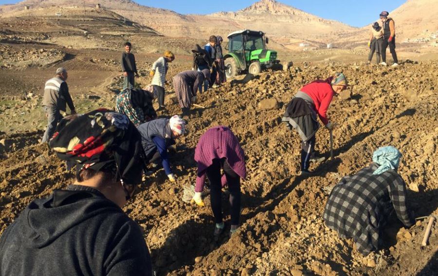 Kırsaldaki Kadınlar Lavanta Bahçeleri ile İstihdam Edilecek